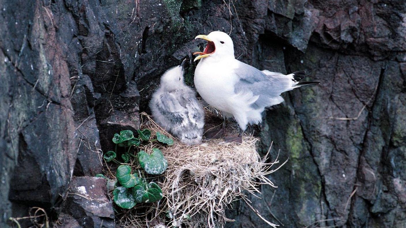 Il naso guida gli uccelli marini