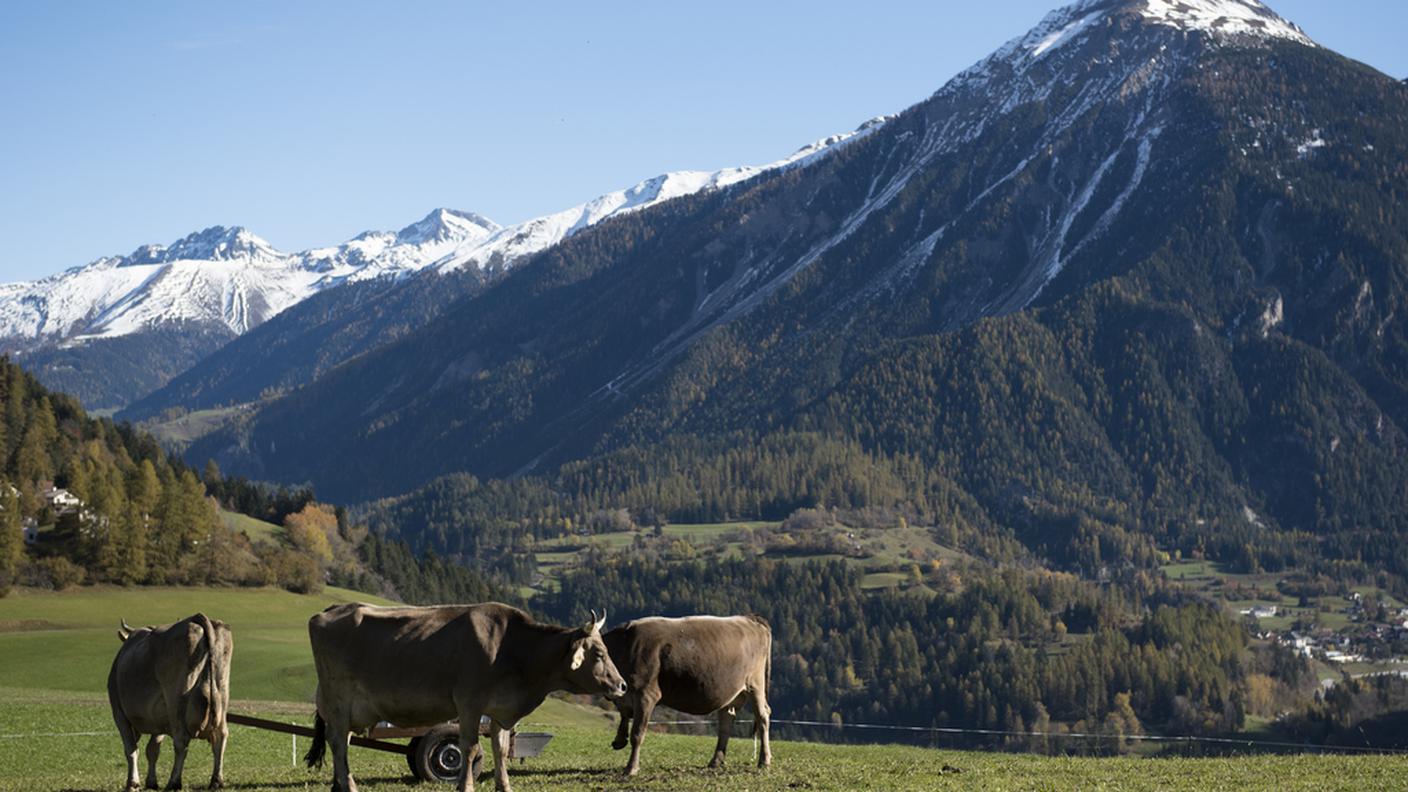 Alle mucche non piace l'afa