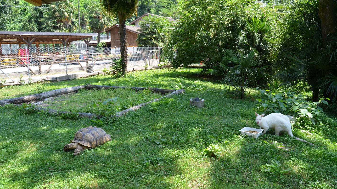 Anche gli animali evitano il sole