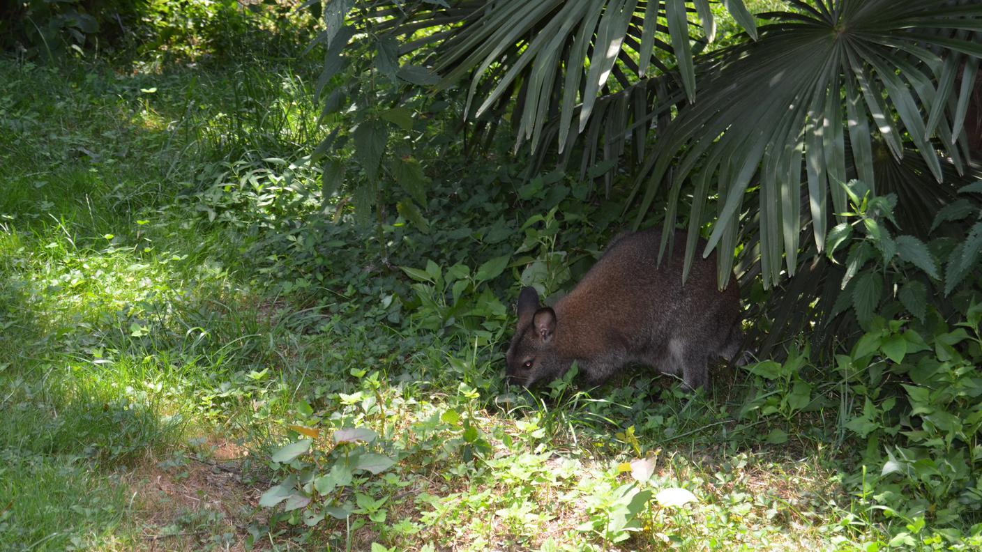 Anche gli animali evitano il sole