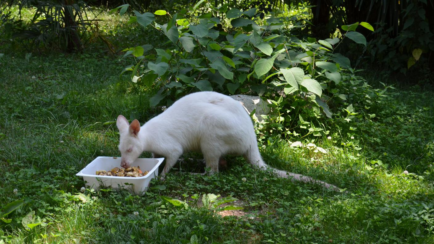 Anche gli animali evitano il sole