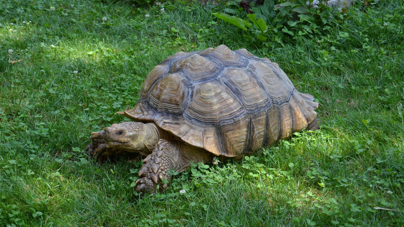 Anche gli animali evitano il sole