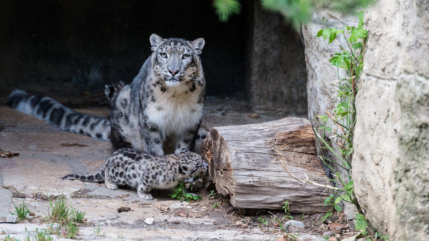 I cuccioli di leopardo delle nevi a Basilea