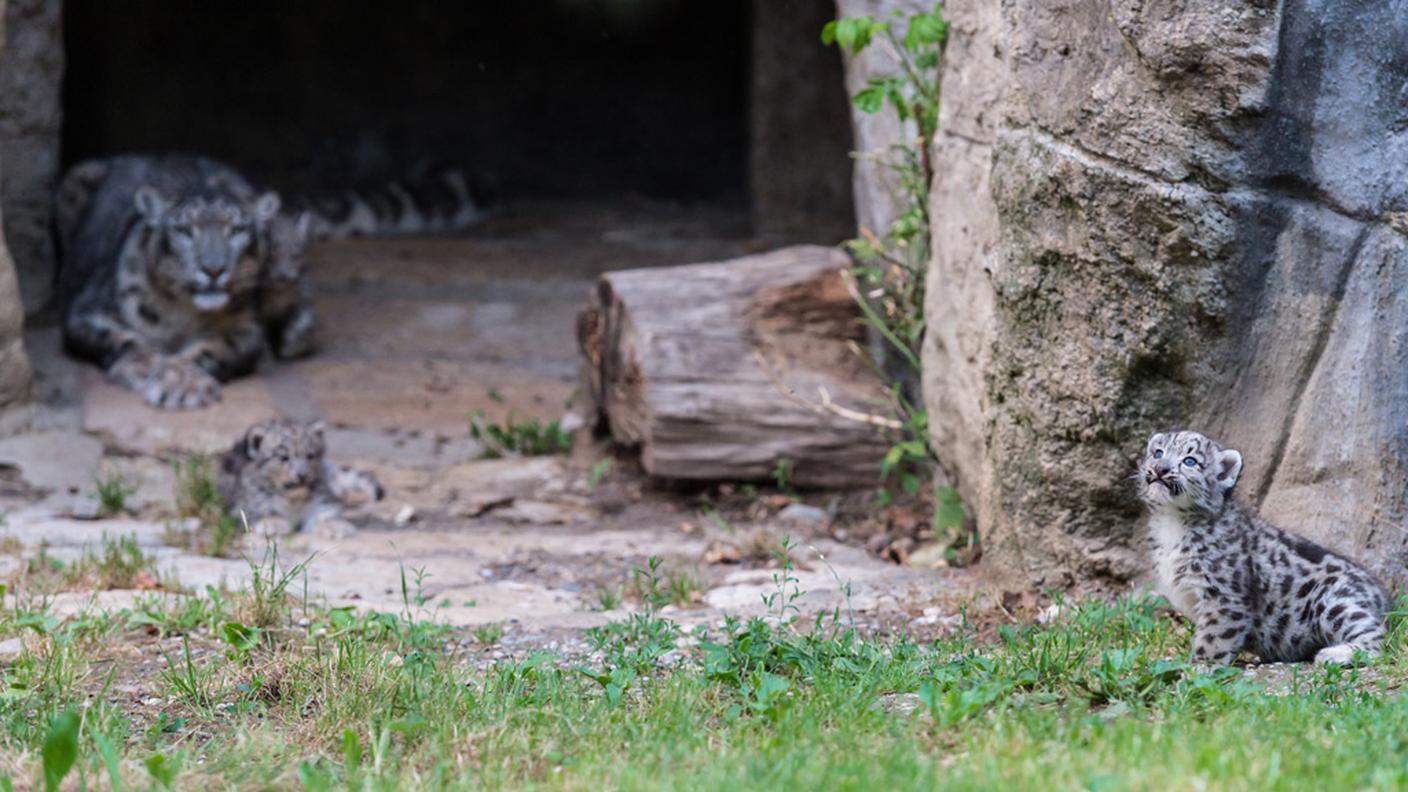 I tre sono figli di Mayhan e Pator, che avevano avuto una cucciolata anche nel 2011