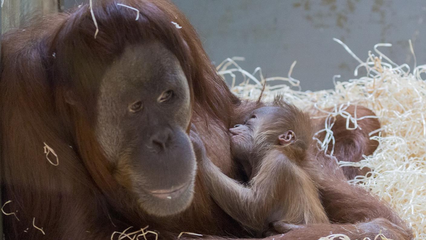 Il piccolo Pandai con la mamma Xira