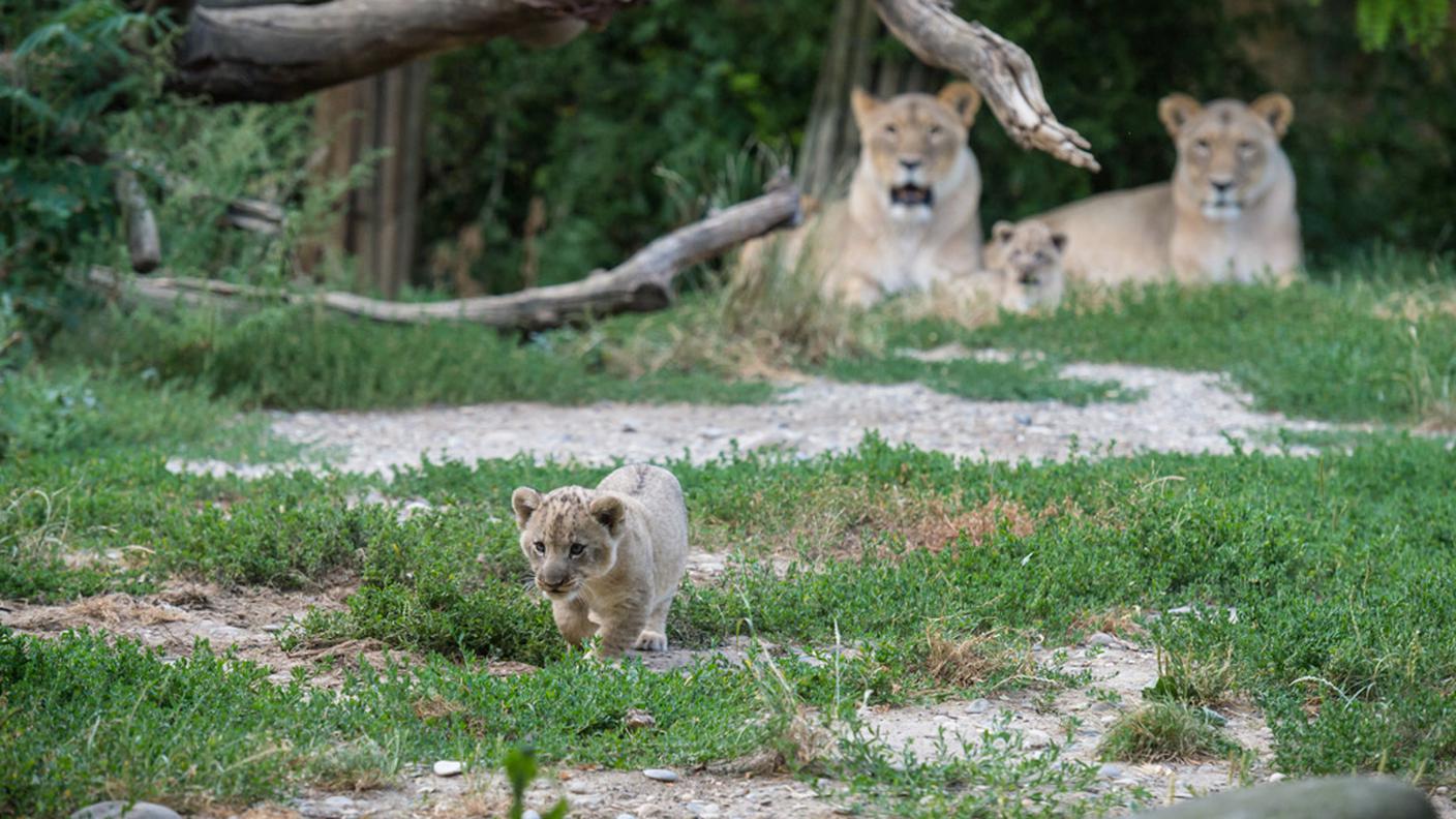 Mamme, papà e cuccioli vivono tutti insieme