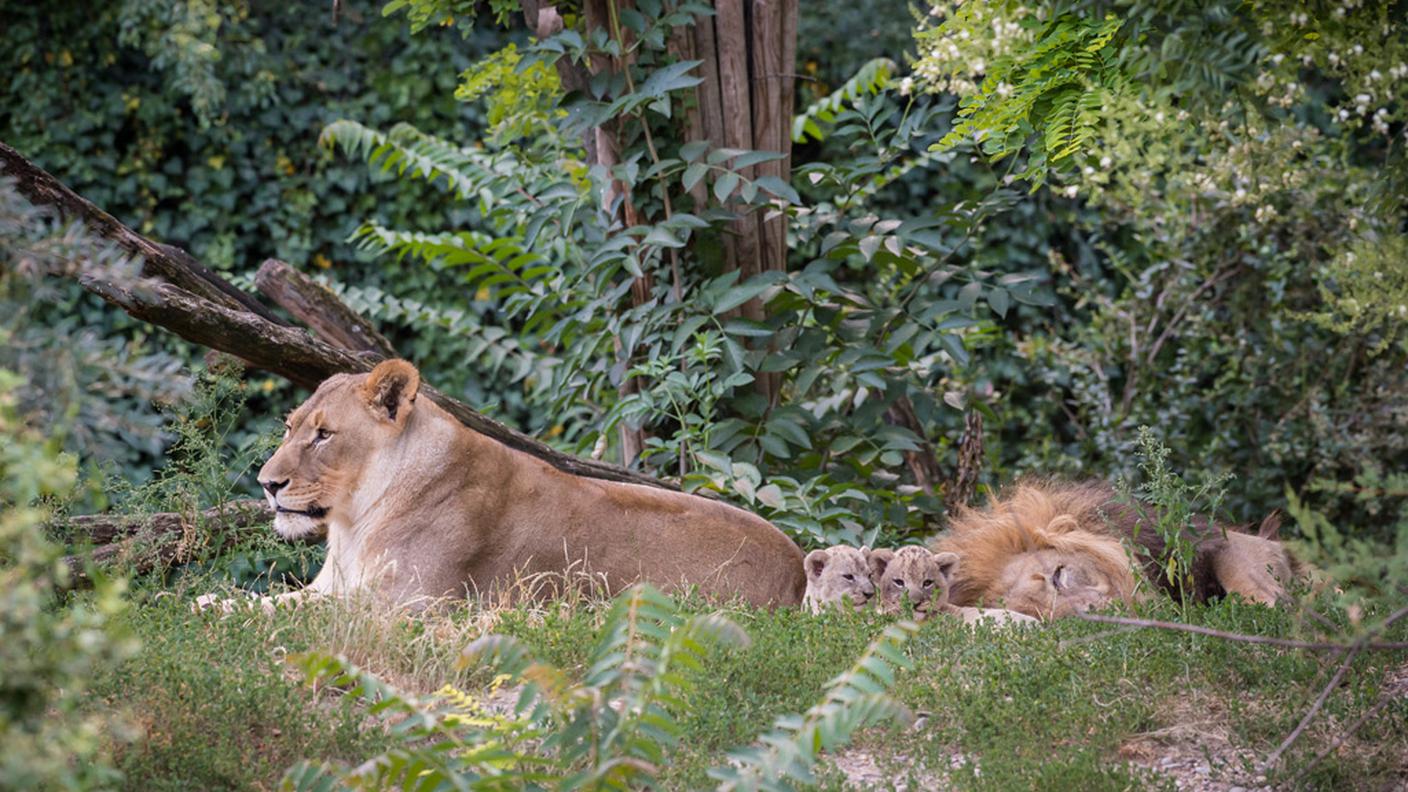 Mamma, cuccioli e papà