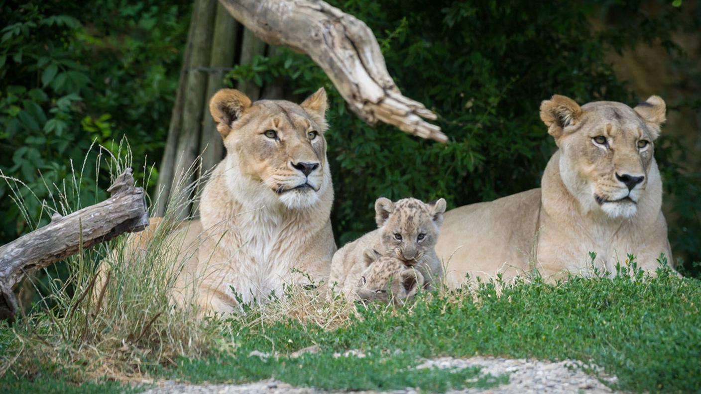 Le due neomamme si occupano dei cuccioli insieme