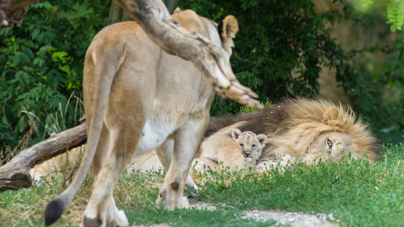 Il papà non disdegna la compagnia della prole
