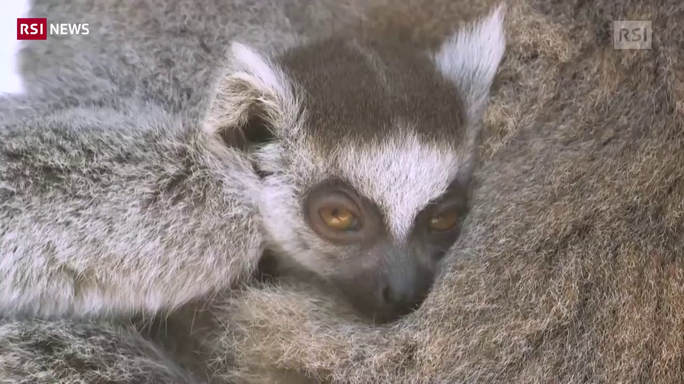 Un piccolo lemure allo zoo di Vienna