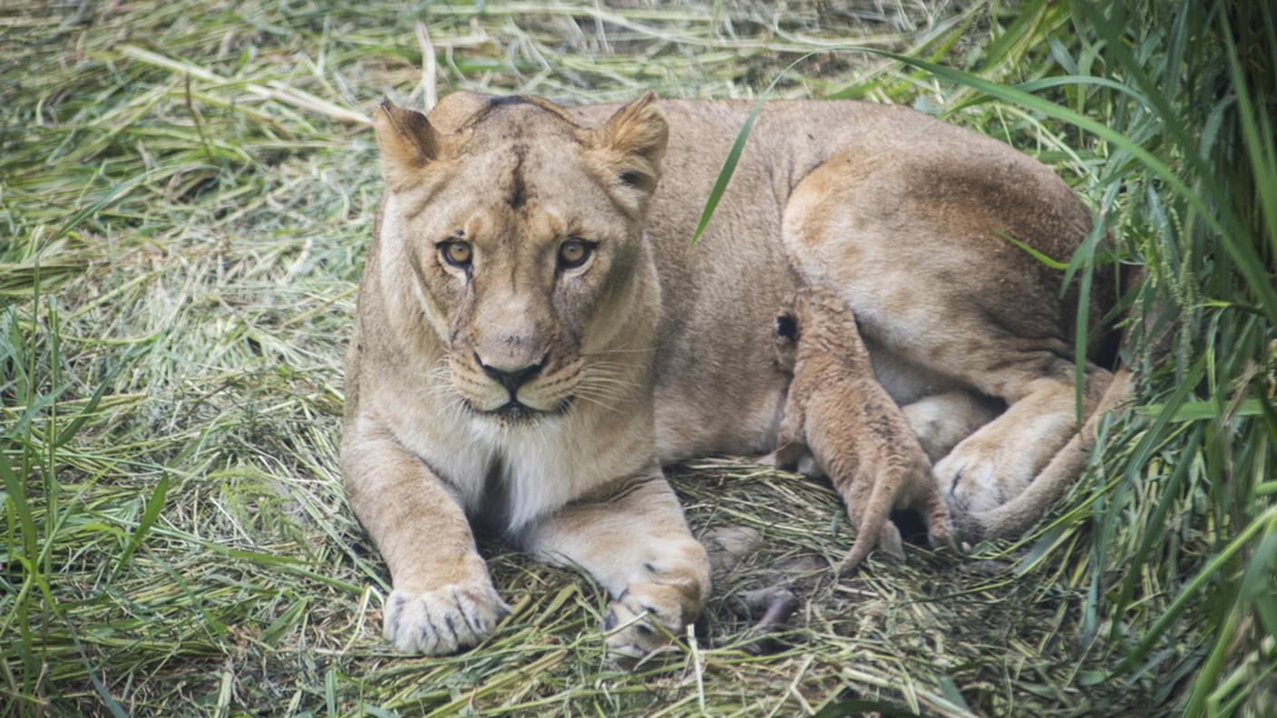La leonessa Kazi con uno dei suoi piccoli nello zoo di Columbus