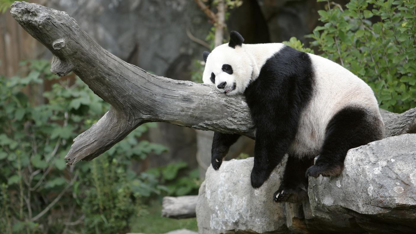 Mei Xiang si rilassa qualche tempo prima del parto a Washington