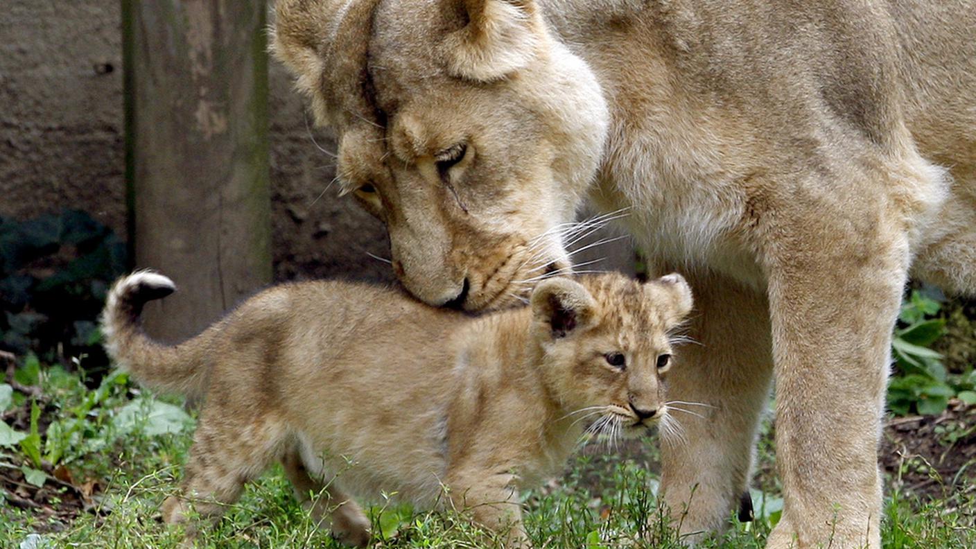 Alle leonesse dello zoo americano non mancherà l'impegno con i piccoli