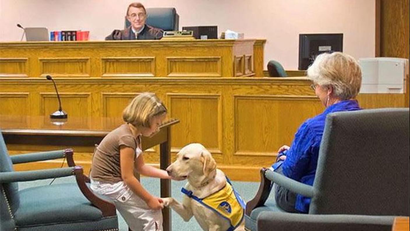 I cani entrano in tribunale