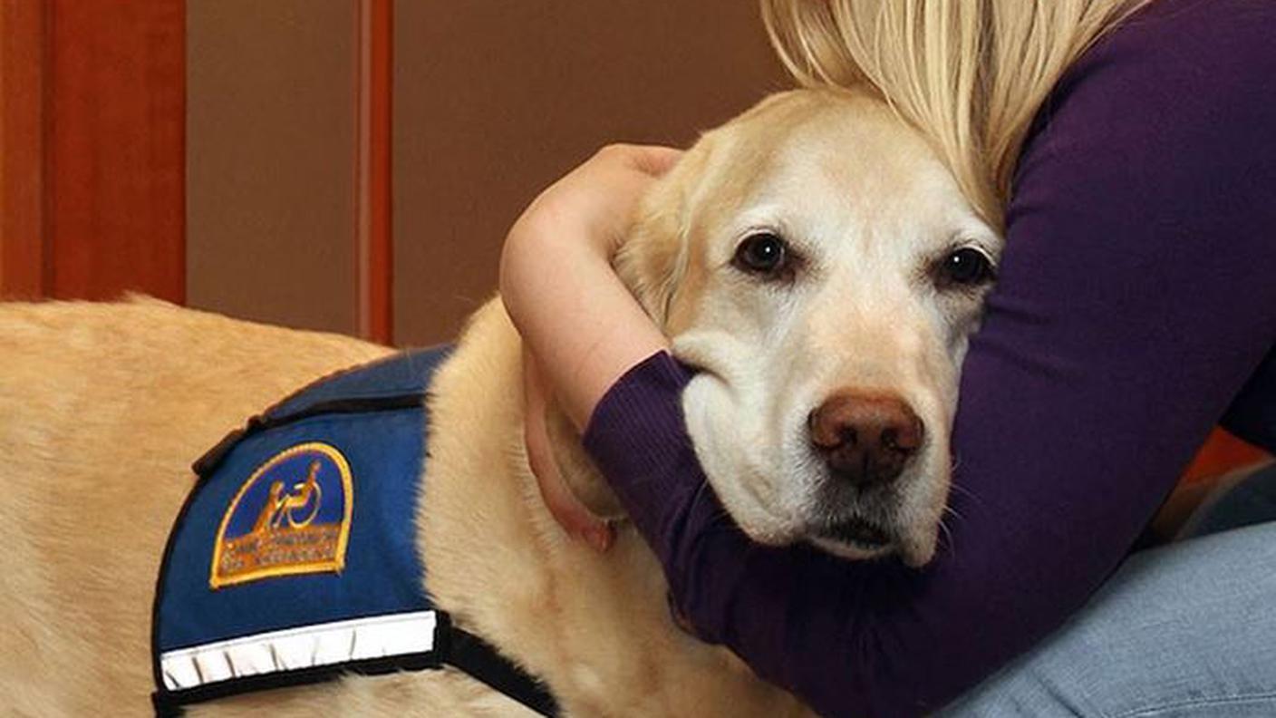 I cani entrano in tribunale