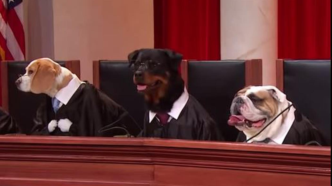 I cani entrano in tribunale
