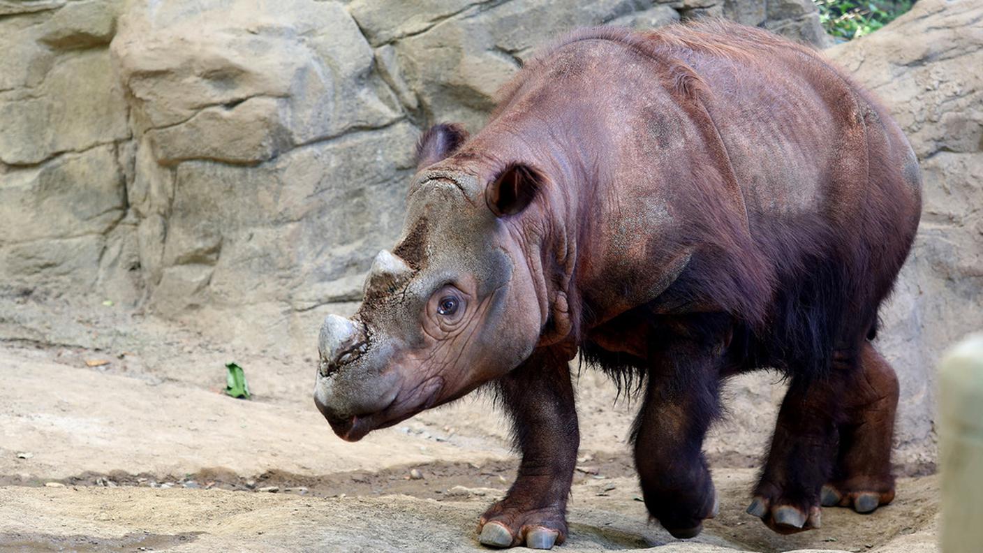 Il rinoceronte di Sumatra è uno degli animali più rari al mondo