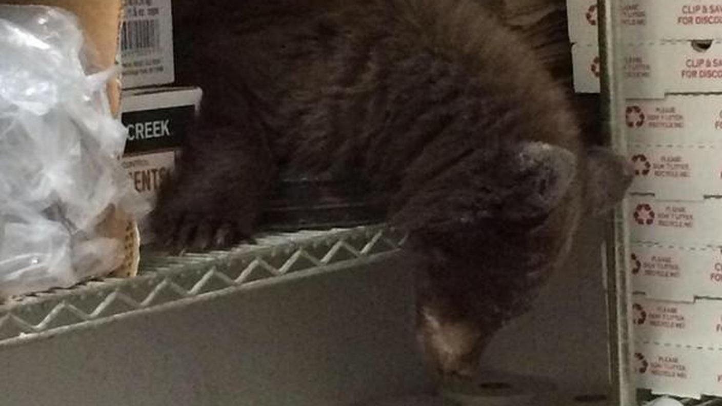 Il cucciolo sugli scaffali nel retro della pizzeria