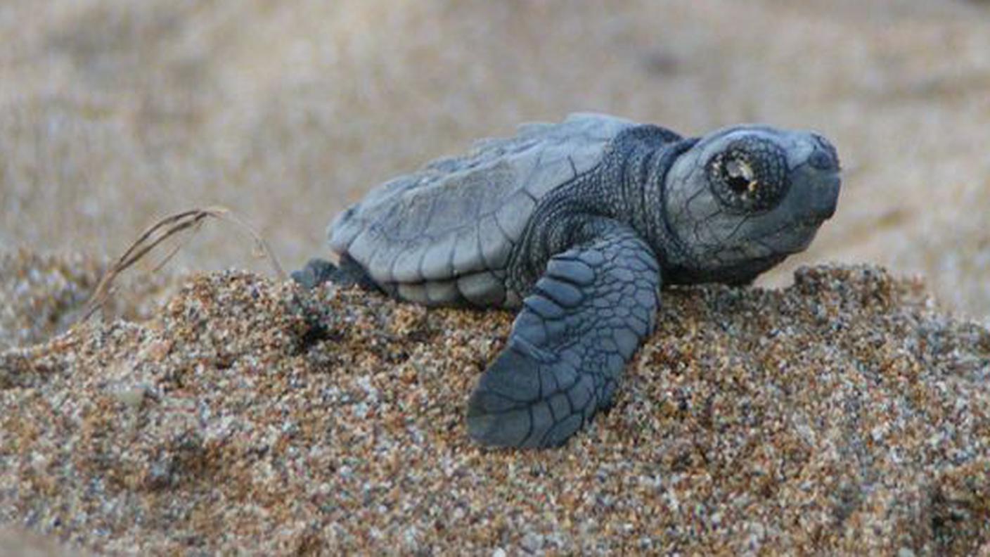 Dalle uova escono sempre più piccoli maschietti