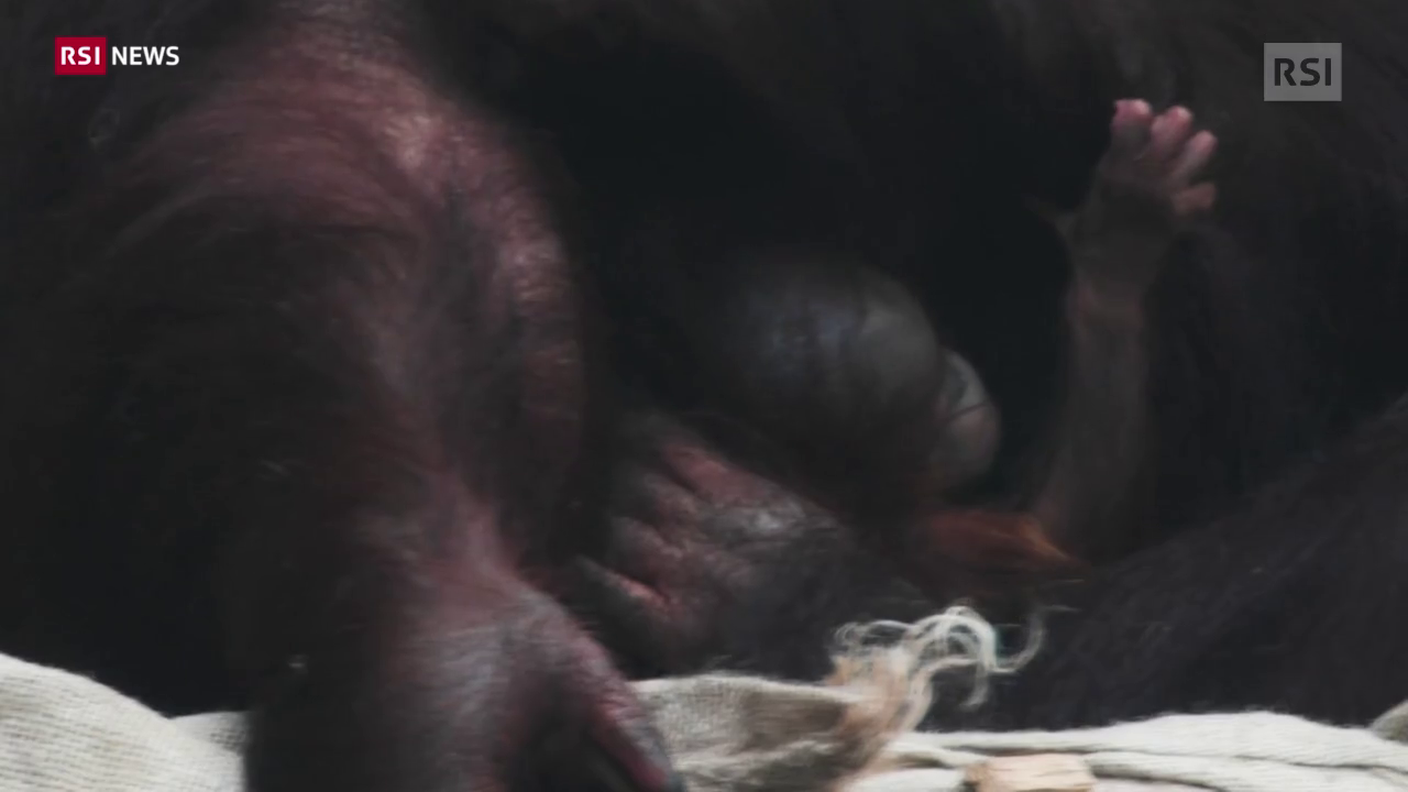 Nascita inattesa allo zoo di Chester