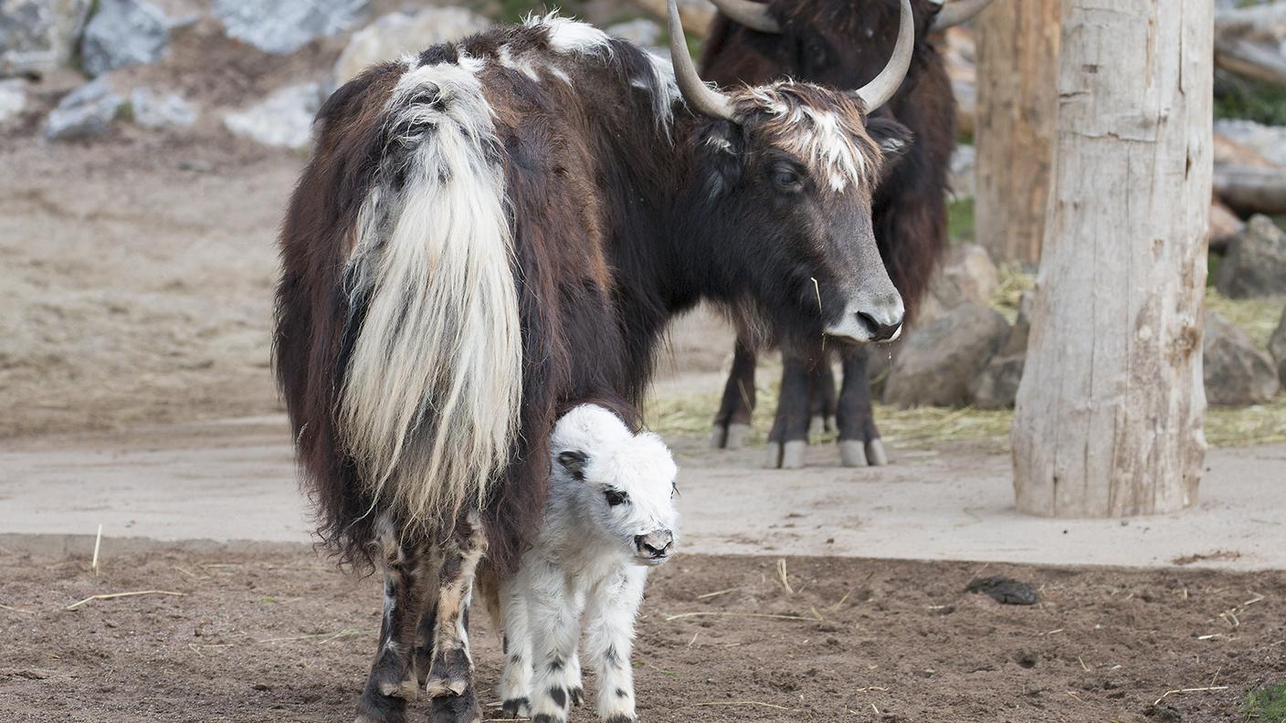 Pema con mamma Lili