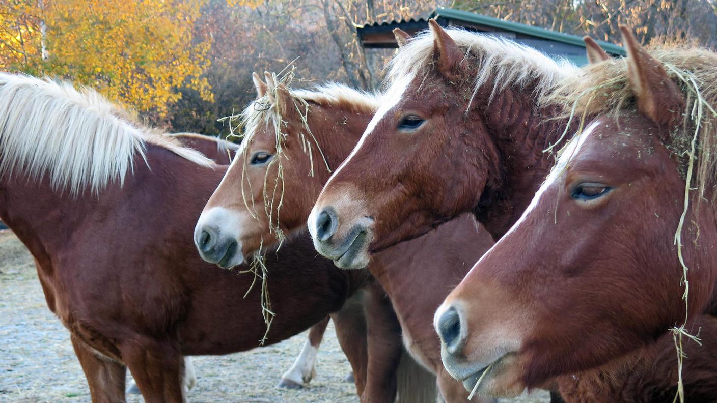 I Bisbini sono tornati al Pian delle Noci