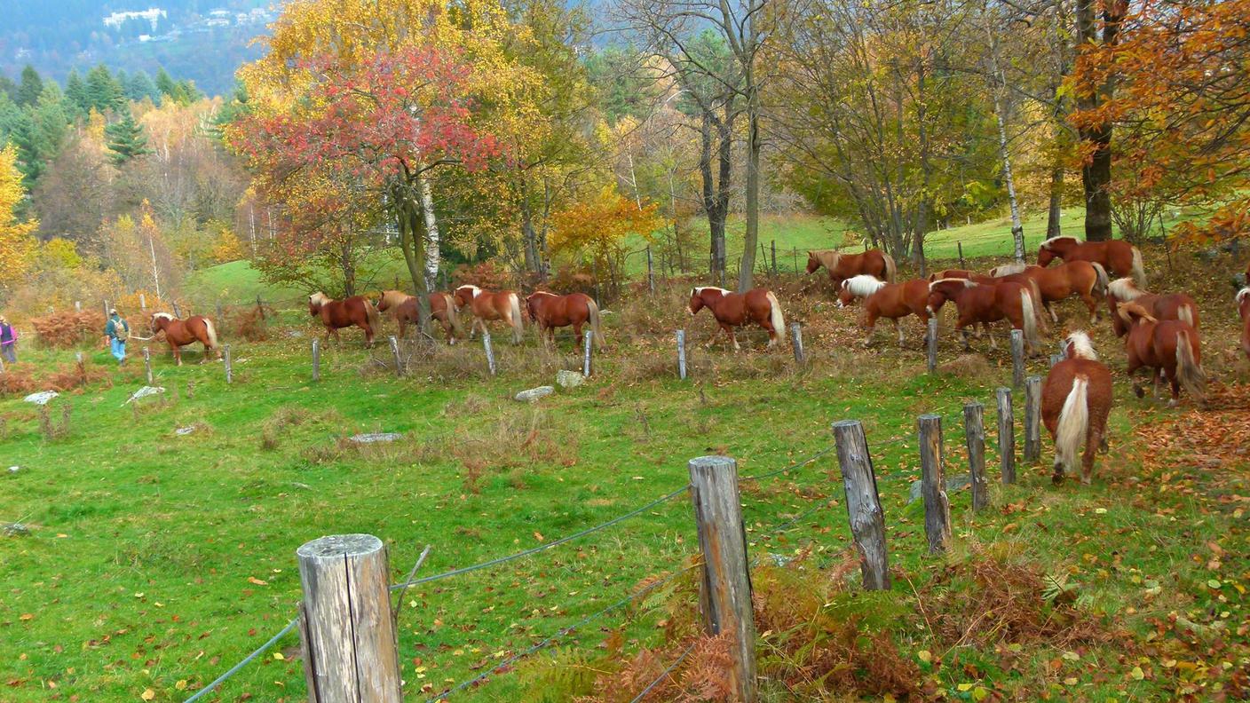 Zooantropologia equina applicata e... si giunge al piano