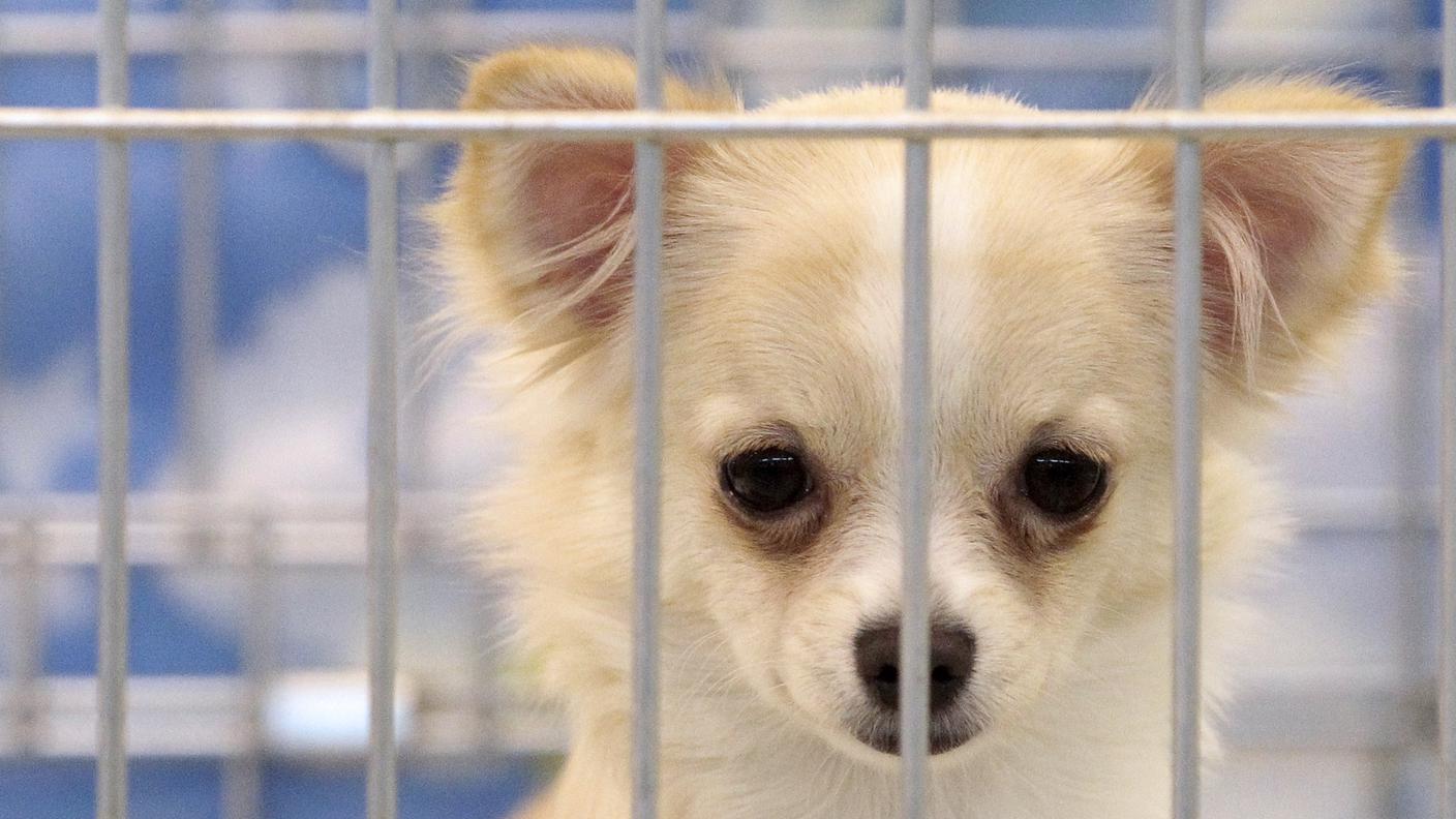 Tra i cagnolini sequestrati figura pure un cucciolo di chihuahua