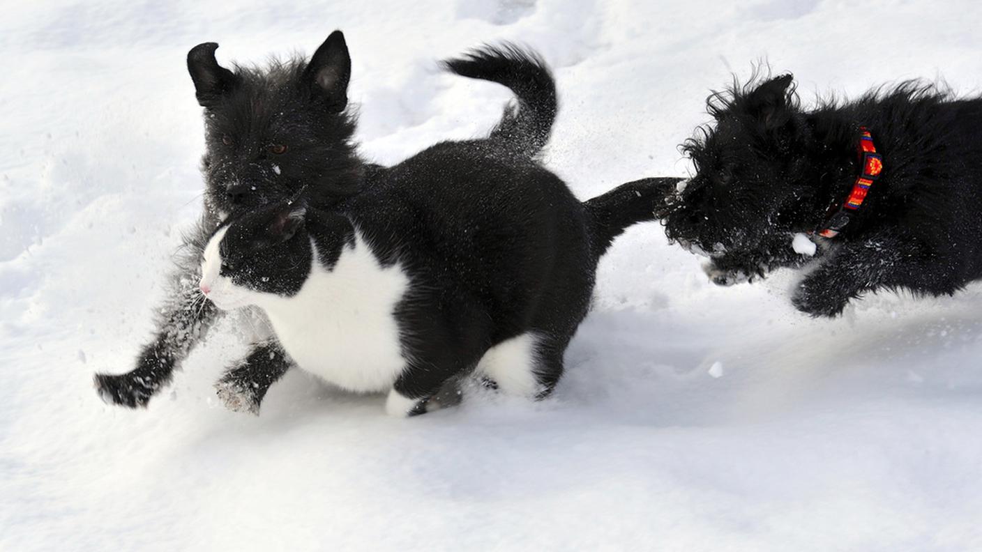 Cani e gatti ci aiuteranno a campare ancor di più