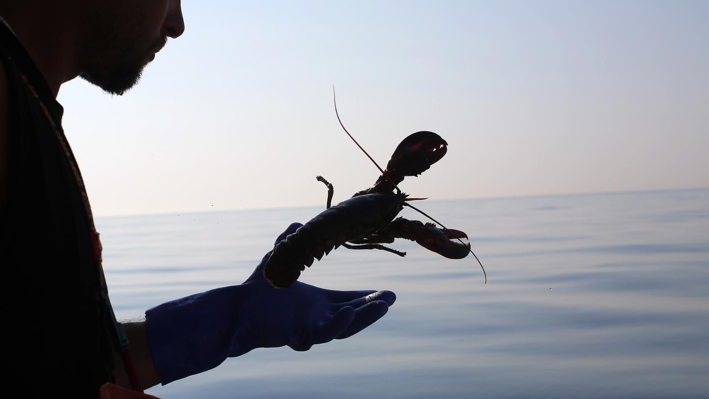 L'iniziativa è contro la morte orribile a cui sono destinati tanti crostacei