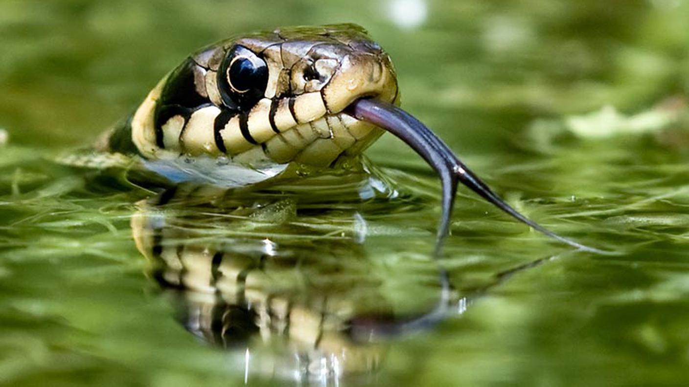 La natrice dal collare, animale dell'anno 2015