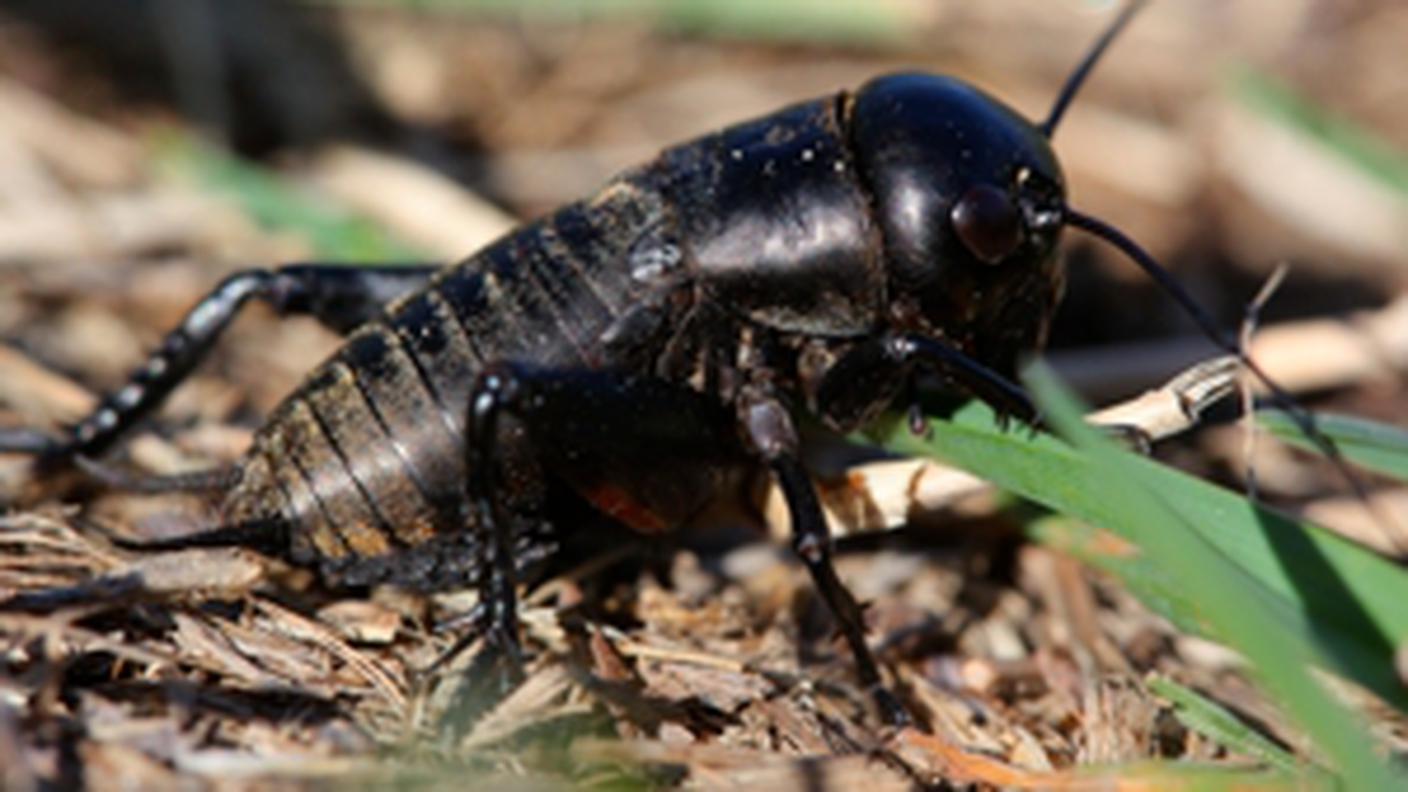 Il grillo campestre, animale dell'anno 2014