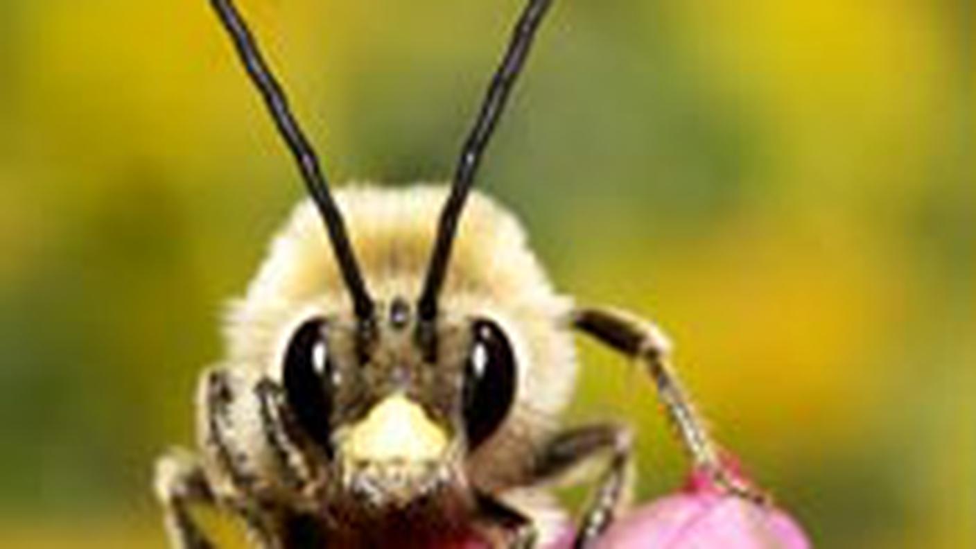 L'ape longicorne ha rappresentato il 2010 di Pro Natura