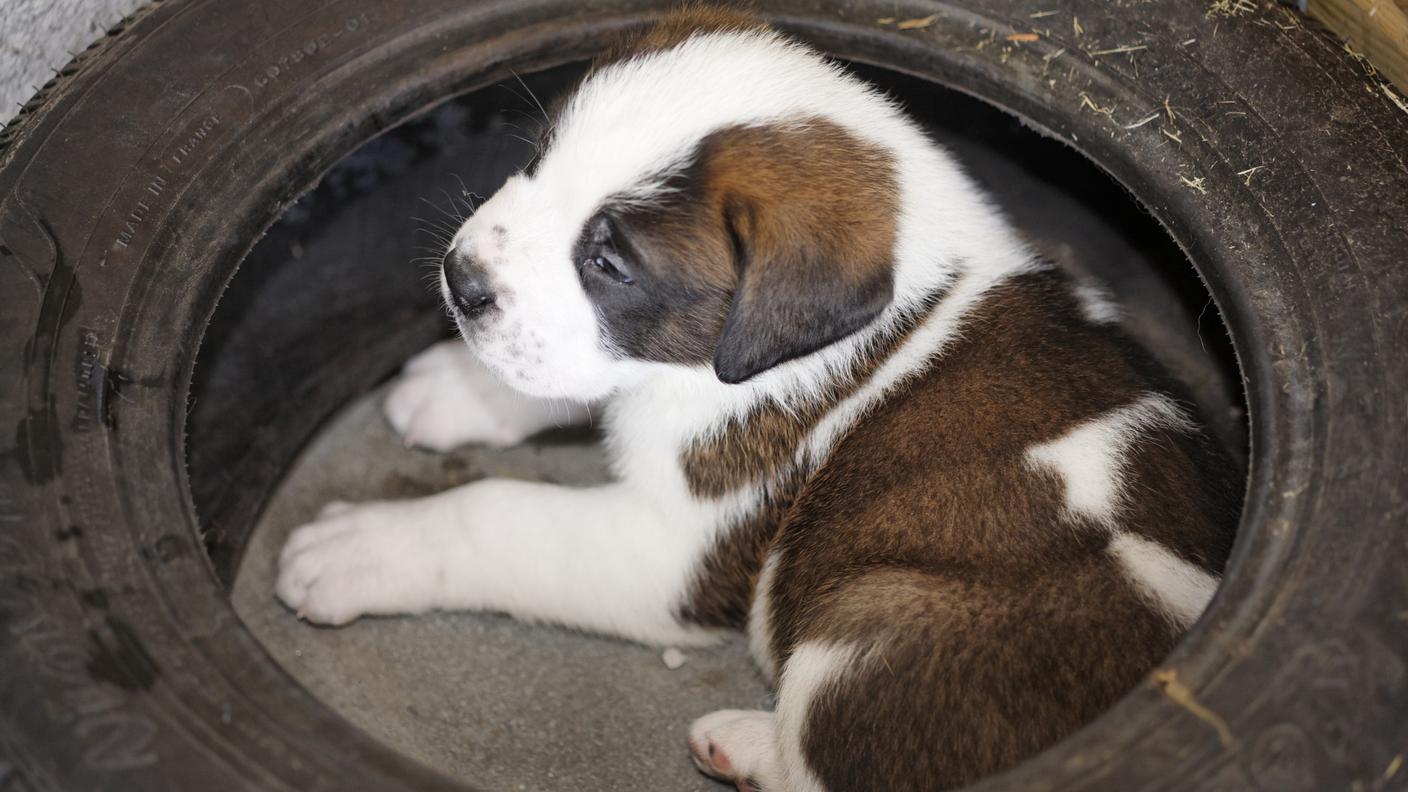 Uno dei cuccioli nati durante le Feste