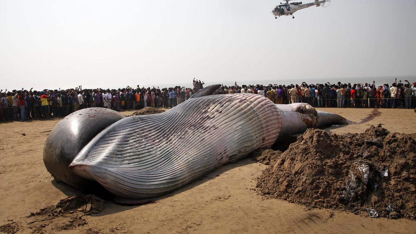 Le immagini del cetaceo spiaggiato