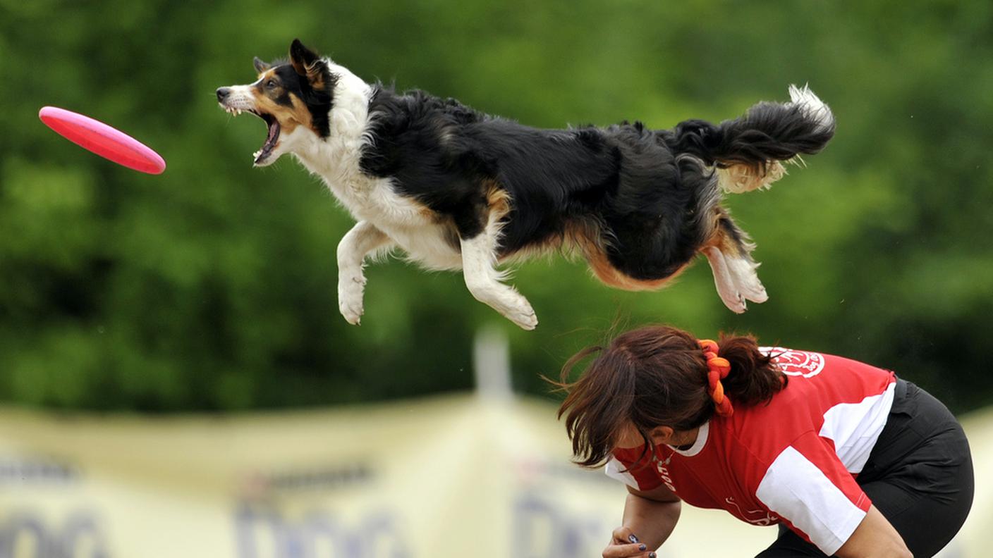 I test eseguiti su una settantina di border collie