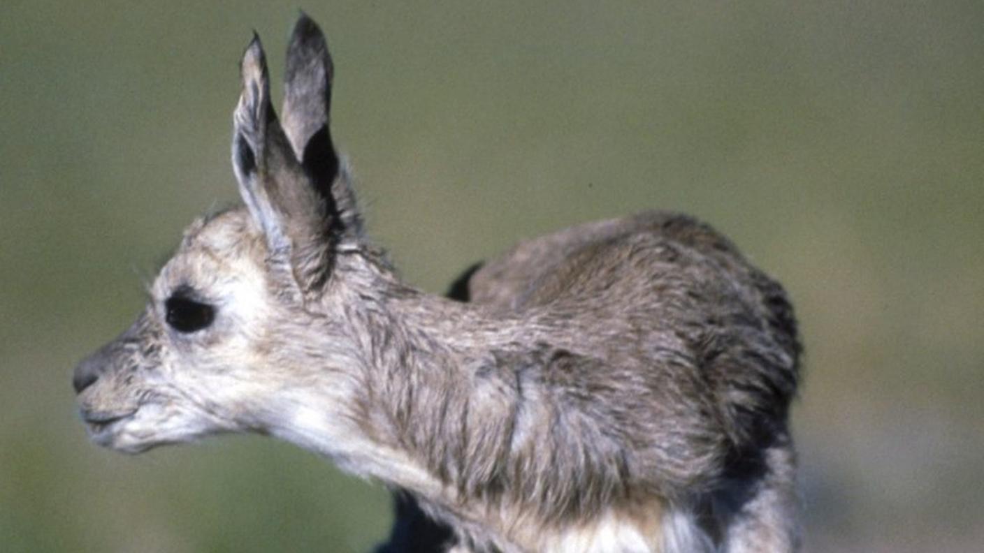 Una piccola antilope tibetana