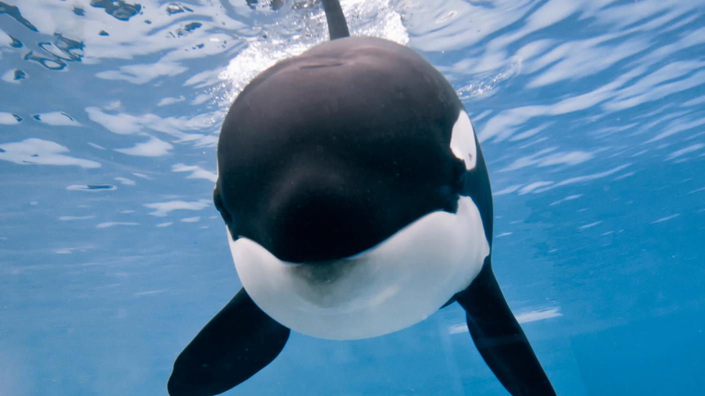 Quasi tutti i mammiferi dei SeaWorld sono nati in cattività