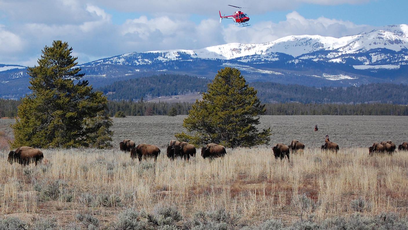I bisonti di Yellowstone