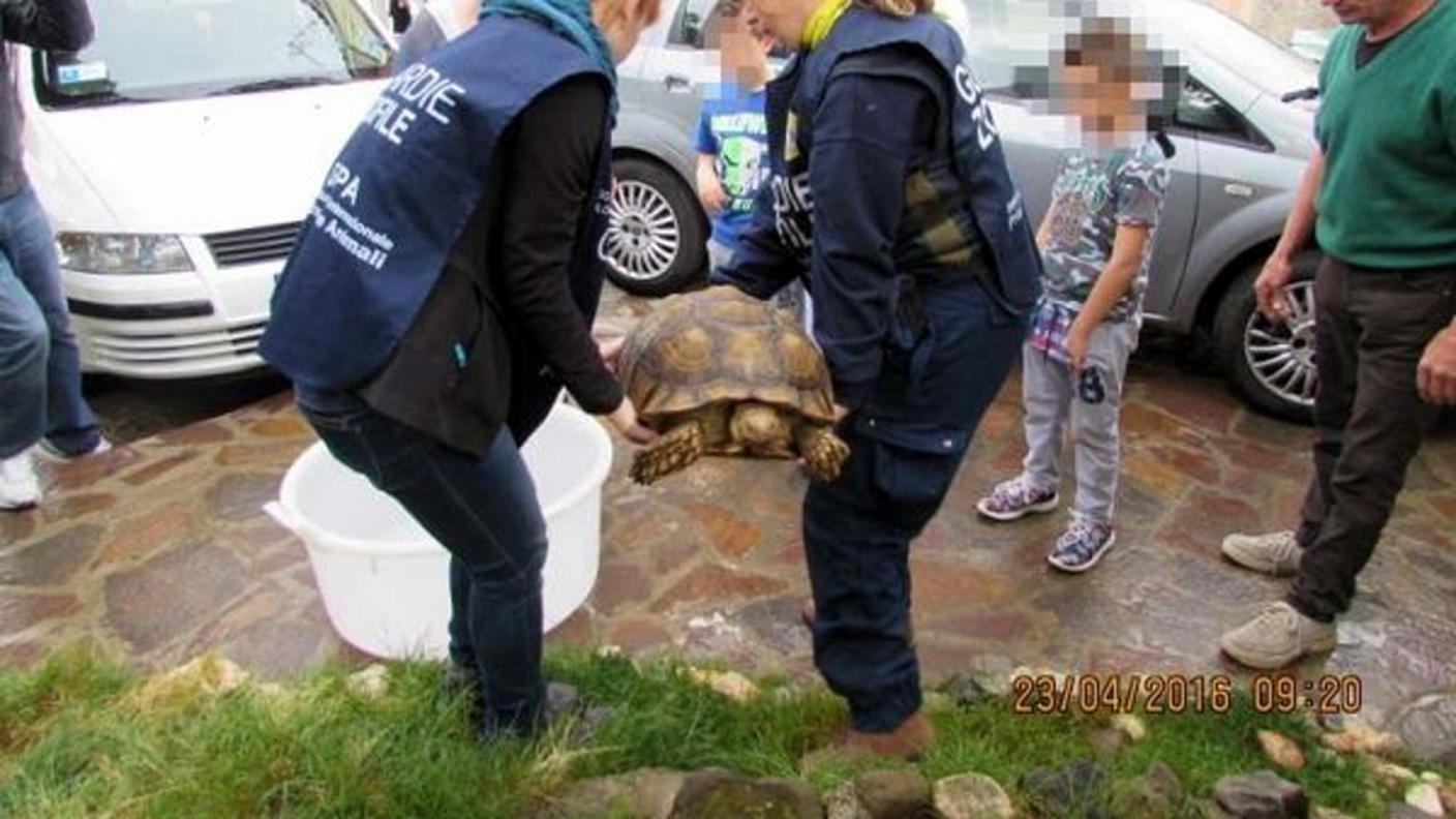 Le guardie zoofile con la sventurata tartaruga salvata presso Roma