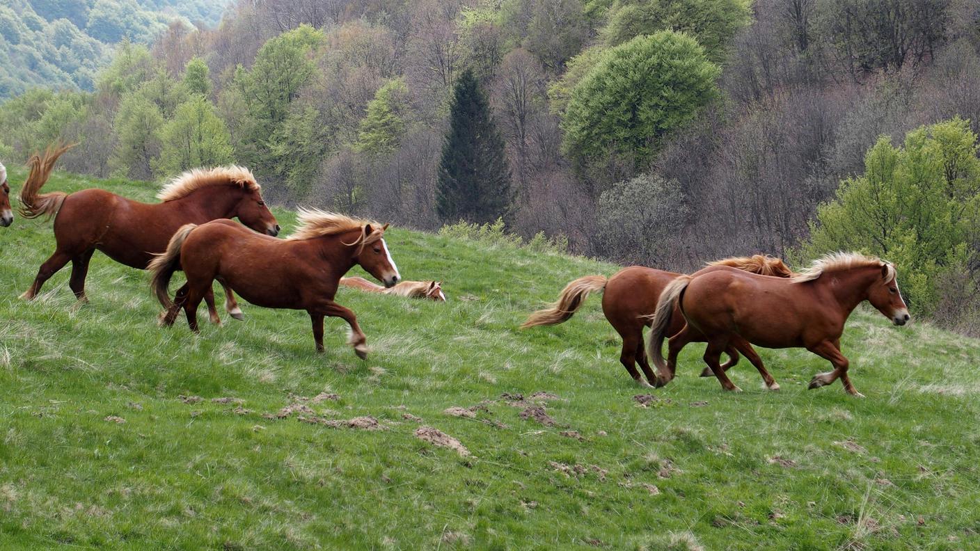 Gli animali si godono la loro libertà