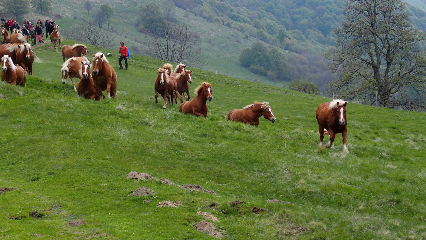 Bisbini in viaggio verso i pascoli estivi