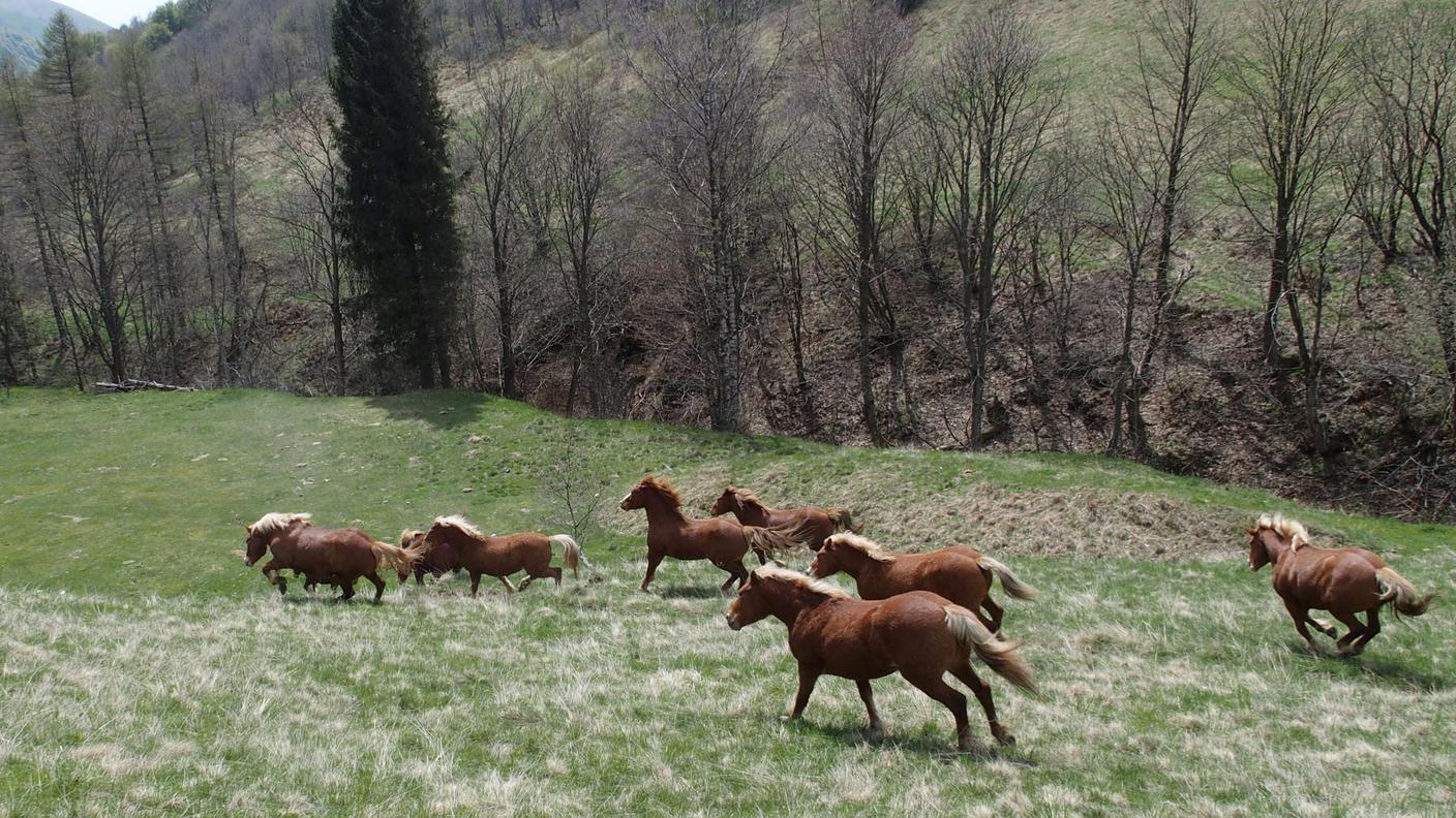 Una galoppata per festeggiare la stagione estiva