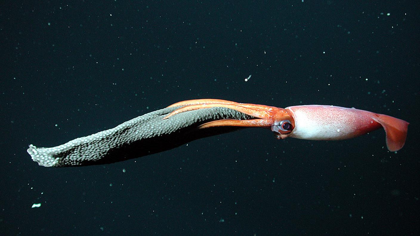 Ai calamari sembra piacere il calduccio