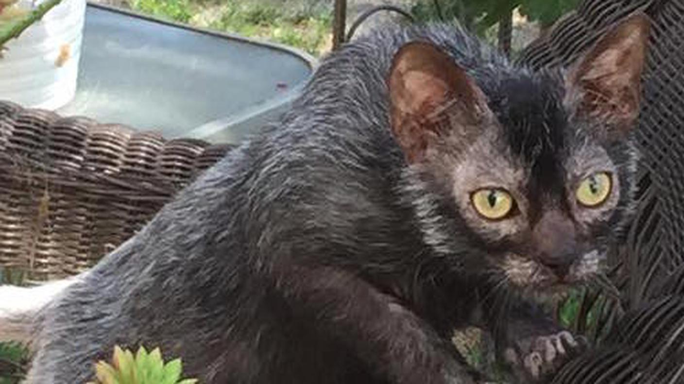 Un lykoi che circospetto si aggira....