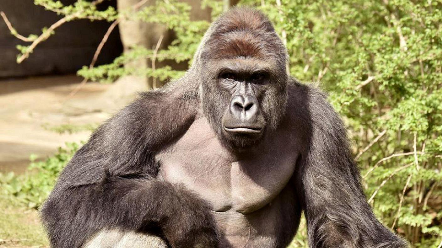 Harambe, il gorilla abbattuto domenica a Cincinnati