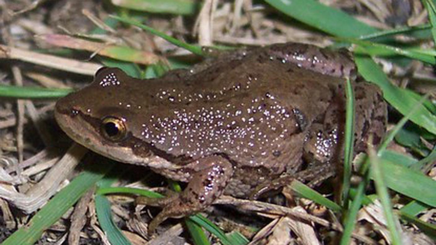 Il piccolo anfibio protetto dal Canada