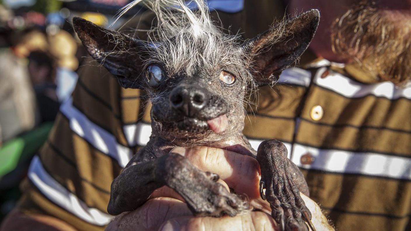 Sweepee Rambo è il cane più brutto del 2016