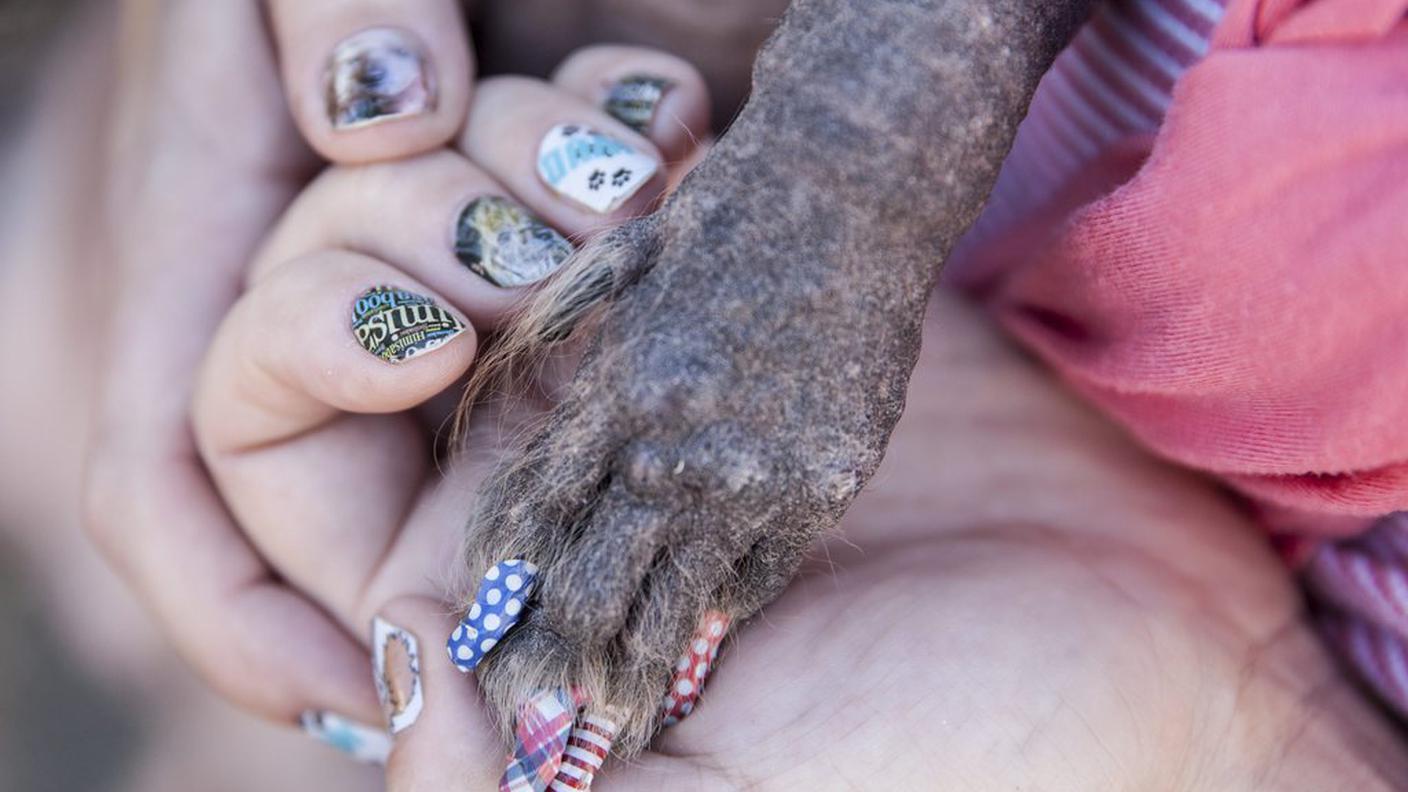 Manicure canina