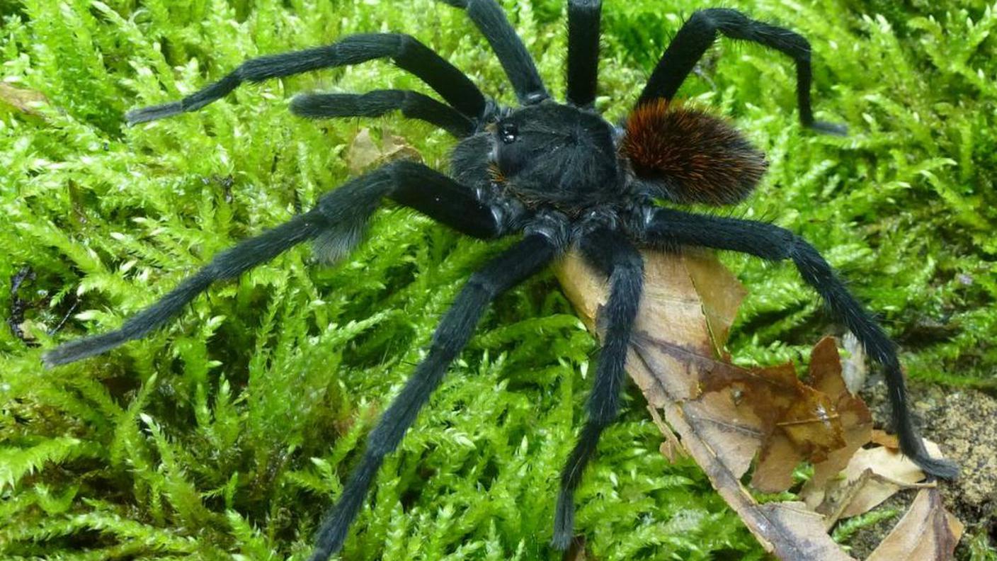 La Kankuamo Marquezi ''spara'' peli urticanti quando minacciata